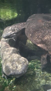 京都水族館に投稿された画像（2023/12/31）