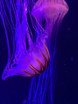 マリンワールド海の中道に投稿された画像（2023/12/31）