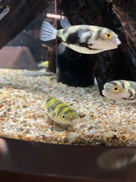 カワスイ 川崎⽔族館に投稿された画像（2023/12/31）