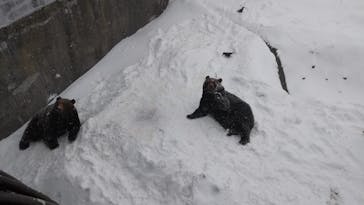 のぼりべつクマ牧場に投稿された画像（2023/12/31）