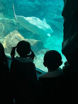 名古屋港水族館に投稿された画像（2023/12/31）