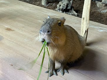 カワスイ 川崎⽔族館に投稿された画像（2023/12/31）