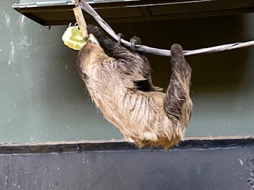 カワスイ 川崎⽔族館に投稿された画像（2023/12/31）