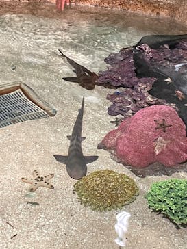 DMMかりゆし水族館に投稿された画像（2023/12/31）