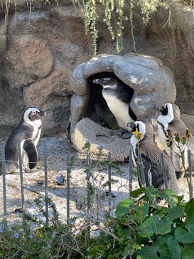 サンシャイン水族館に投稿された画像（2023/12/31）