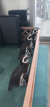 大分マリーンパレス水族館 「うみたまご」に投稿された画像（2023/12/31）