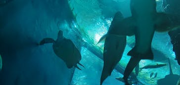 大分マリーンパレス水族館 「うみたまご」に投稿された画像（2023/12/31）