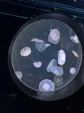仙台うみの杜水族館に投稿された画像（2023/12/31）