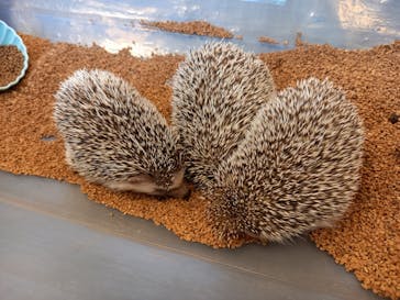 カワウソカフェ®️HARRY浅草店に投稿された画像（2023/12/31）
