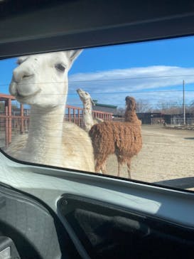 東北サファリパークに投稿された画像（2023/12/31）