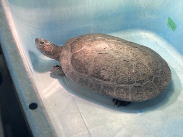 カワスイ 川崎⽔族館に投稿された画像（2023/12/31）