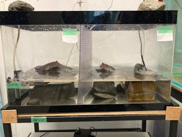 カワスイ 川崎⽔族館に投稿された画像（2023/12/31）