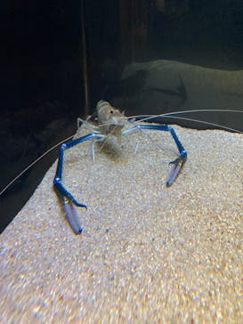 カワスイ 川崎⽔族館に投稿された画像（2023/12/31）