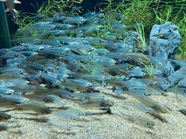 カワスイ 川崎⽔族館に投稿された画像（2023/12/31）