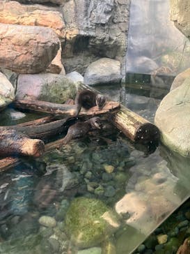 世界淡水魚園水族館　アクア・トトぎふに投稿された画像（2023/12/31）