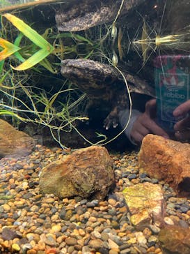 世界淡水魚園水族館　アクア・トトぎふに投稿された画像（2023/12/31）