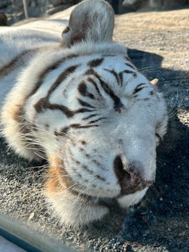 東武動物公園に投稿された画像（2023/12/31）