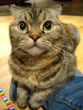 猫カフェモカ　新宿店に投稿された画像（2023/12/31）