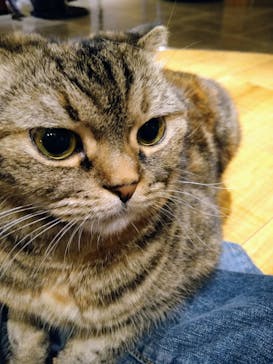 猫カフェモカ　新宿店に投稿された画像（2023/12/31）