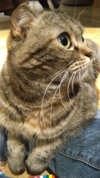 猫カフェモカ　新宿店に投稿された画像（2023/12/31）