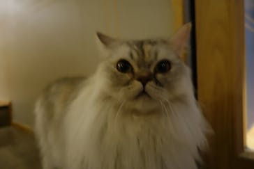 猫カフェモカ　新宿店に投稿された画像（2023/12/31）