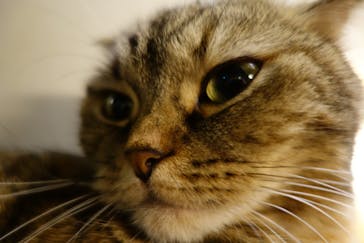 猫カフェモカ　新宿店に投稿された画像（2023/12/31）