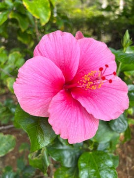 美らヤシパークオキナワ・東南植物楽園に投稿された画像（2023/12/31）