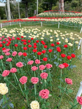 美らヤシパークオキナワ・東南植物楽園に投稿された画像（2023/12/31）