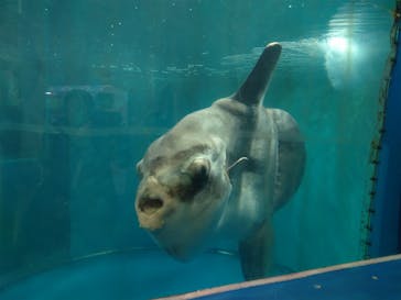 越前松島水族館に投稿された画像（2023/12/31）