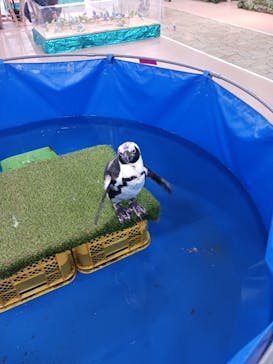 いきもの探検隊上尾に投稿された画像（2023/12/31）