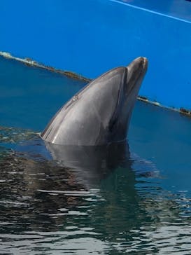 下田海中水族館に投稿された画像（2023/12/31）