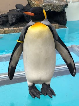 下田海中水族館に投稿された画像（2023/12/31）