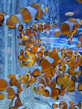 鴨川シーワールドに投稿された画像（2023/12/31）