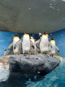 鴨川シーワールドに投稿された画像（2023/12/31）