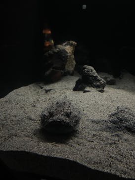 環境水族館アクアマリンふくしまに投稿された画像（2023/12/31）