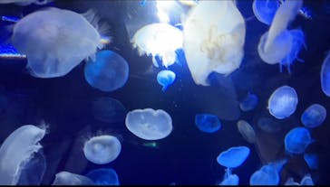 サンシャイン水族館に投稿された画像（2023/12/31）