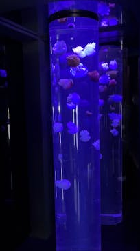 サンシャイン水族館に投稿された画像（2023/12/31）