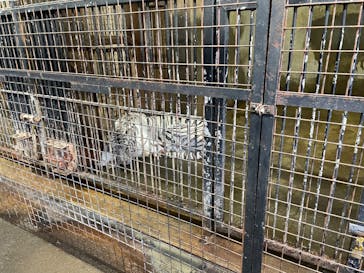 群馬サファリパークに投稿された画像（2023/12/31）