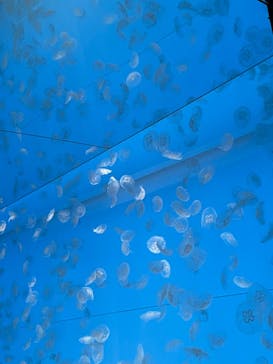 アクアワールド茨城県大洗水族館に投稿された画像（2023/12/31）