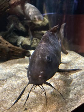 カワスイ 川崎⽔族館に投稿された画像（2023/12/31）