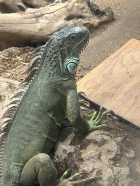 カワスイ 川崎⽔族館に投稿された画像（2023/12/31）