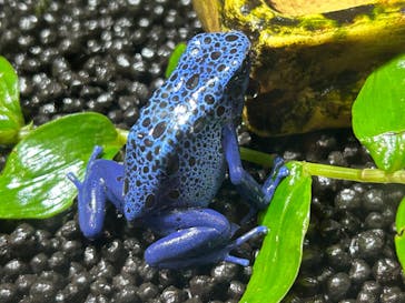 カワスイ 川崎⽔族館に投稿された画像（2023/12/31）