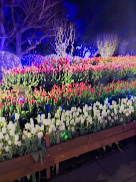 江の島シーキャンドルに投稿された画像（2023/12/31）