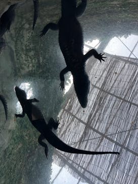 熱川バナナワニ園に投稿された画像（2024/1/1）