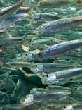 サンシャイン水族館に投稿された画像（2024/1/1）