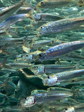サンシャイン水族館に投稿された画像（2024/1/1）