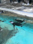 しながわ水族館に投稿された画像（2024/1/1）