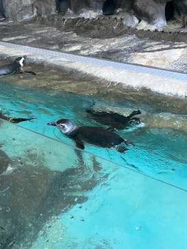 しながわ水族館に投稿された画像（2024/1/1）