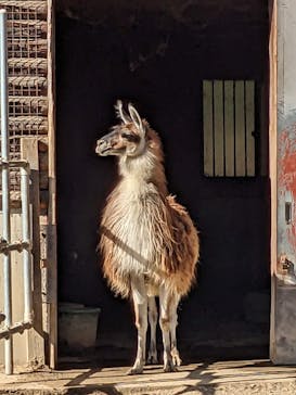 野外民族博物館 リトルワールドに投稿された画像（2024/1/1）