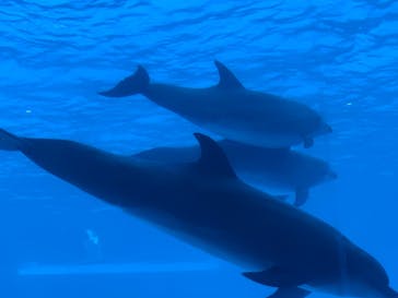 名古屋港水族館に投稿された画像（2024/1/1）